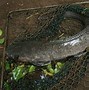 Ikan Lele Dumbo Terbesar